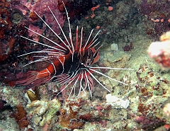 IMG_0520rf_Maldives_Madoogali_House reef_Poisson scorpion diable_Pterois antennata